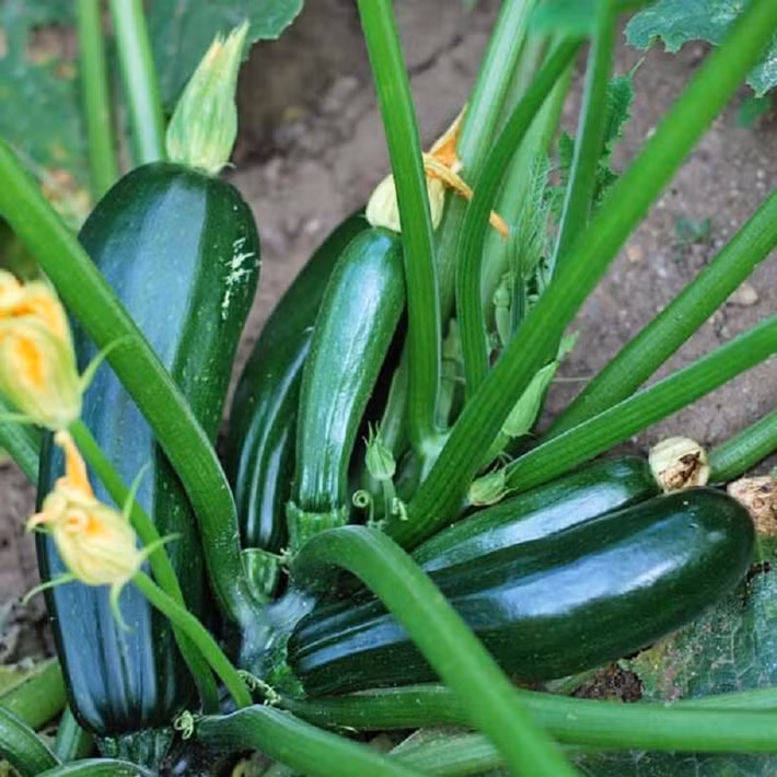 Bí ngòi xanh là một trong những loại rau ưa thích của nhiều người. Thế nhưng, ít ai biết được, nếu ăn bí ngòi xanh không đúng cách cũng sẽ dễ dàng mắc căn bệnh quái ác này.