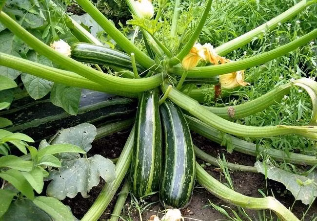 Nếu thường xuyên ăn thì phải cực kỳ chú ý, nếu không sẽ rước hoạ vào thân, hại bản thân, hại cả gia đình.