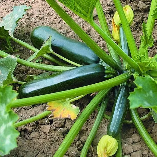 Bản thân bí ngòi xanh, bí xanh không có chất gây ung thư, nhưng sau một thời gian dài chế biến ở nhiệt độ cao sẽ tiết ra chất acrylamide gây ung thư.