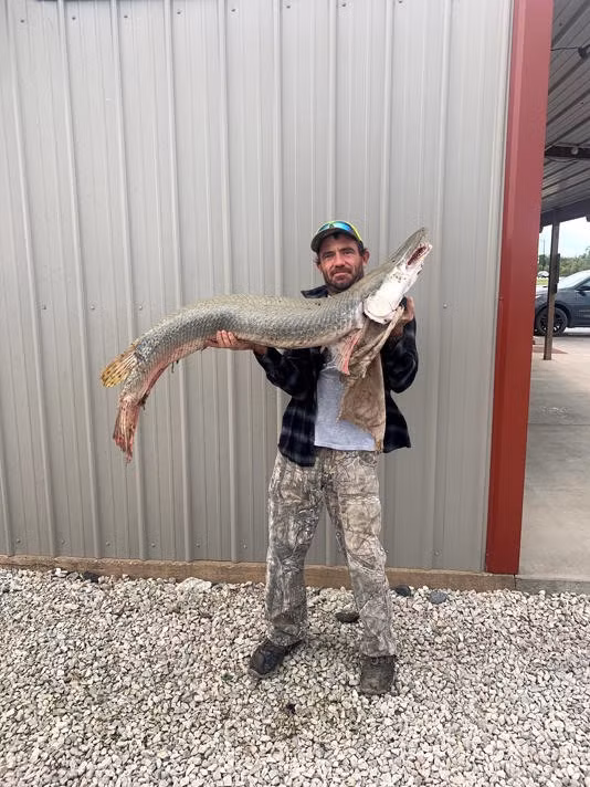 Thức ăn khoái khẩu của cá láng lớn Bắc Mỹ gồm: các loài cá nhỏ, cua, rùa, chim và những lời động vật có vú nhỏ, thậm chí xác thối. Ảnh: Cơ quan Công viên và Động vật hoang dã Kansas.