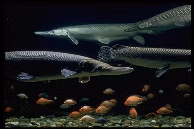 "Lớp áo giáp" của cá láng lớn Bắc Mỹ cũng bảo vệ chúng trước mối đe dọa. Khi đạt chiều dài hơn 1m, kẻ thù duy nhất của cá láng lớn Bắc Mỹ là cá sấu mõm ngắn. Ảnh: Susan Middleton, California Academy of Sciences.