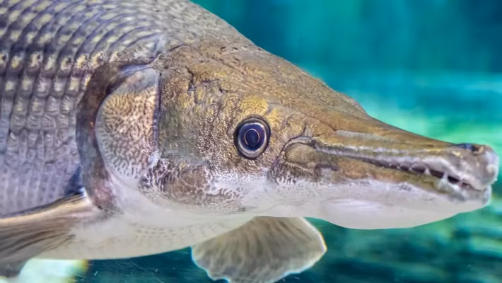  Loài cá này là kẻ săn mồi "khủng" trong thế giới tự nhiên. Ảnh: Danny Ye / Alamy Stock Photo.