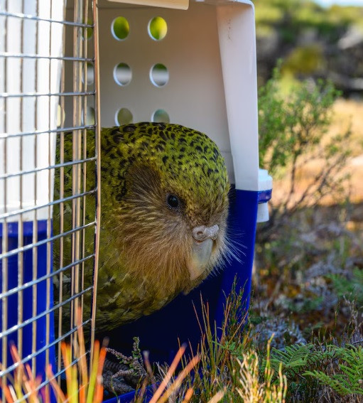Do trọng lượng cơ thể quá lớn cà cánh quá ngắn để bay nên vẹt Kakapo thường trèo cây để tìm kiếm thức ăn. Ảnh: Jake Osborne.