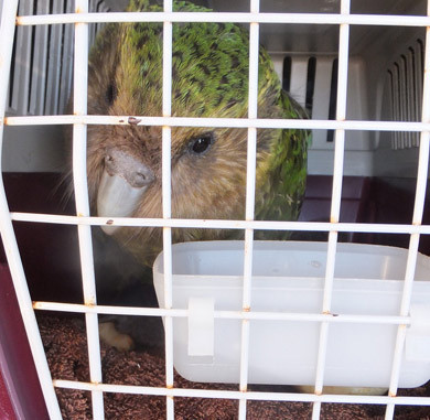 Tuổi thọ trung bình của vẹt Kakapo là khoảng 90 tuổi. Ảnh: Luke Nickholds | DOC.