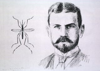 Vào năm 1900, bác sĩ người Mỹ Jesse William Lazear cố gắng chứng minh bệnh sốt vàng da được truyền qua muỗi.