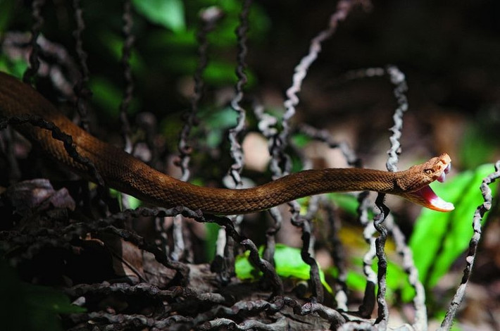 Chỉ có hải quân Brazil và các nhà nghiên cứu được chọn bởi Viện Bảo tồn đa dạng sinh học Chico Mendes, đơn vị bảo tồn Liên bang Brazil, được phép lên đảo.