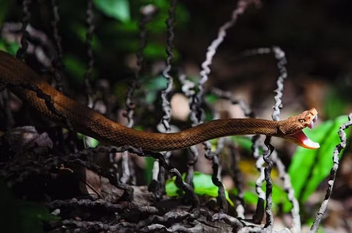 Chỉ có hải quân Brazil và các nhà nghiên cứu được chọn bởi Viện Bảo tồn đa dạng sinh học Chico Mendes, đơn vị bảo tồn Liên bang Brazil, được phép lên đảo.