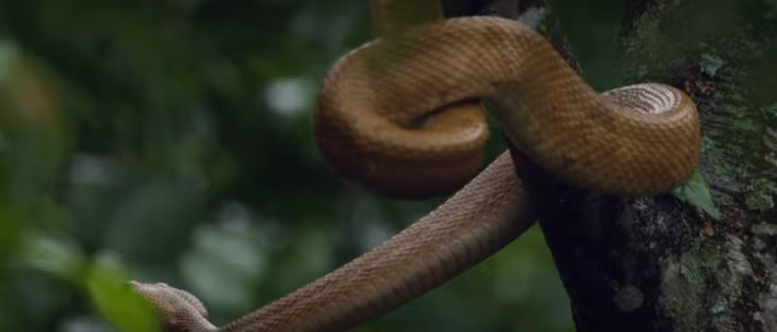 Lực lượng hải quân Brazil tiến hành tuần tra thường xuyên để đảm bảo không có người không phận sự lên đảo Ilha da Queimada Grande.