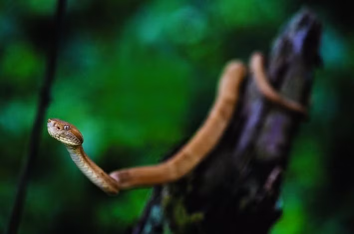 Với diện tích rộng 43 ha, trung bình mỗi mét vuông trên đảo có khoảng 5 con rắn bò lổm ngổm.