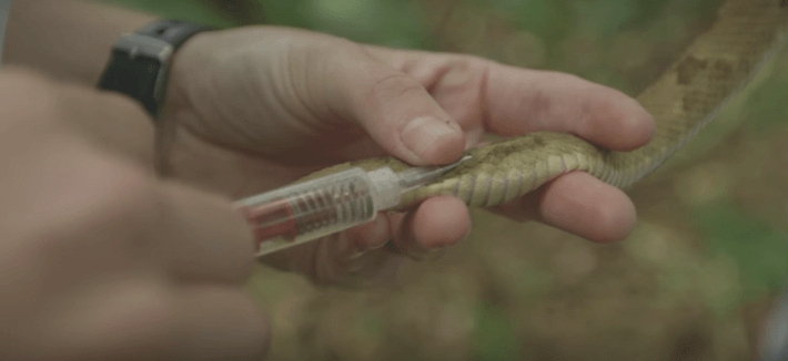 Những nhóm đối tượng này lên đảo để tiến hành các hoạt động nghiên cứu về các loài rắn cũng như lấy nọc độc của chúng để nghiên cứu, sản xuất huyết thanh chống độc và các loại thuốc khác.