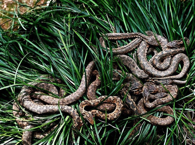 Cụ thể, hòn đảo Ilha da Queimada Grande là nơi trú ngụ của khoảng 400.000 con rắn độc sinh sống.