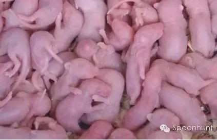 Chuột con sống: Một số người ở Quảng Đông ưa chuộng món ăn chuột con sống nhưng với du khách nước ngoài, đây là một món ăn Trung Quốc vô cùng kinh dị. Người dân địa phương nhúng những con chuột non đỏ hỏn vào một loại nước sốt và ăn chúng khi chúng còn sống nguyên và đang ngoe nguẩy.