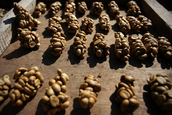 Cà phê chồn có quy trình sản xuất rất khó khăn và đặc thù bởi đây là loại cà phê được thu nhặt từ phân của những con cầy hương. Người ta cho rằng, nhờ quá trình tiêu hóa trong bụng của những con cầy hương mà hạt cà phê sẽ có hương vị thơm ngon, đặc biệt hơn.