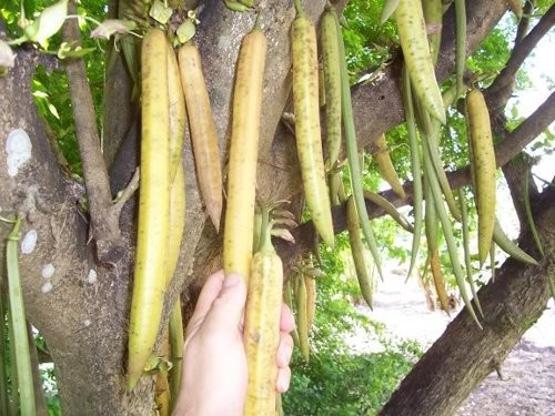 Đây còn là một loại thực phẩm rất giàu vitamin A, rất tốt cho cơ thể.