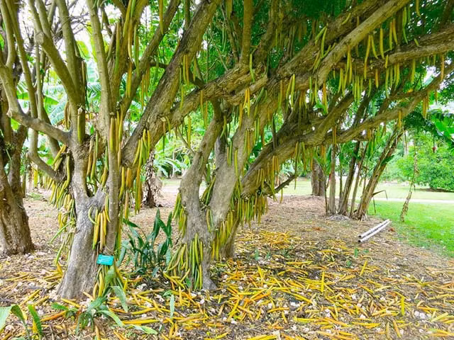 Cây nến có tên khoa học là Parmentiera cereifera, một cây nhỏ với vỏ cây xù xì thuộc họ Bignoniaceae, thường cao khoảng 10 mét, hoa màu trắng. Quả nến thường phát triển thành từng chùm dài màu vàng, có quả dài nhất lên tới 1 mét.