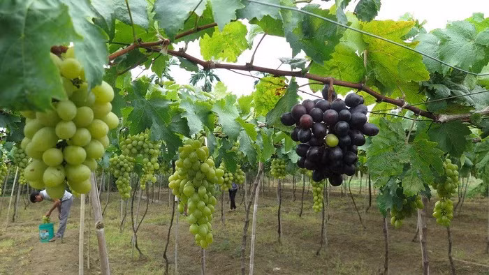 Nho Ninh Thuận: Nhắc đến vùng đất đầy nắng và gió này thì chắc hẳn ai cũng phải nghĩ đến nho Ninh Thuận. Nho ở đây có thể ăn tươi hoặc ngâm, làm nước ép, sấy khô,…