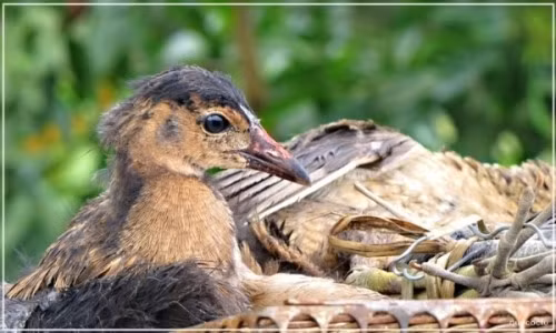 Có một loài chim hoang dã sinh sản rất nhiều ở các khu rừng tràm miền Tây Nam Bộ, nhất là vùng sát biên giới Tây Nam, thường được người dân gọi là cúm núm. Thêm vào đó, loài này có thịt ngon tương đương thịt gà nên còn được nhớ đến với cái tên gà nước. Các món ngon miền Tây từ cúm núm được người dân nơi đây và du khách thập phương hết sức yêu thích.