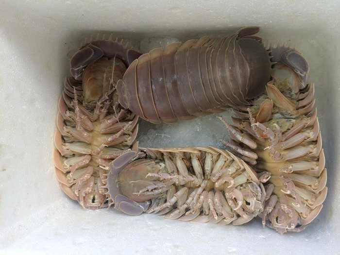 Dù giá đắt, thế nhưng sản lượng khai thác không nhiều do loại hải sản này sống ở vùng biển xa và thời vụ khai thác ngắn... cho nên không dễ để mua được bọ bọ biển.