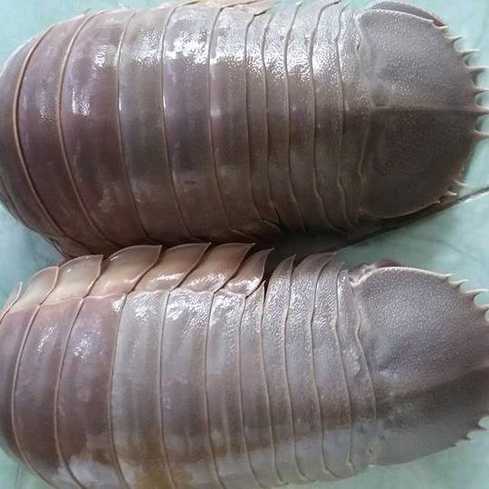 Nếu có may mắn được tự mình nhâm nhi chút hương vị bọ biển, bạn sẽ nhận ra vị mặn mà, đậm đà, ngọt ngào chẳng kém cạnh tôm hùm hay cua huỳnh đế. Ảnh: FB, Internet.