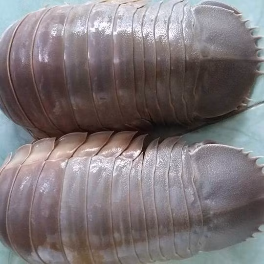 Nếu có may mắn được tự mình nhâm nhi chút hương vị bọ biển, bạn sẽ nhận ra vị mặn mà, đậm đà, ngọt ngào chẳng kém cạnh tôm hùm hay cua huỳnh đế. Ảnh: FB, Internet.