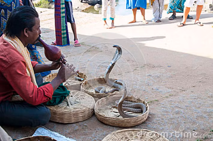  Nghề thôi miên rắn tồn tại và phát triển ở Ấn Độ từ nhiều thế kỷ trước. Những người làm công việc này gây chú ý khi có khả năng ''sai khiến'' con rắn nhảy múa theo tiếng nhạc.