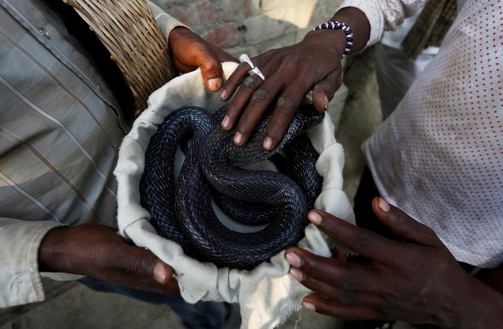 Những người học nghề thôi miên rắn được chỉ dạy phải yêu quý loài vật này giống như một thành viên trong gia đình.