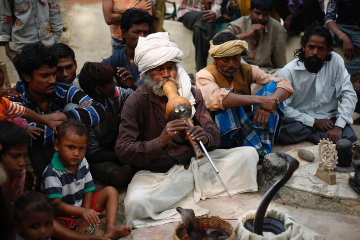 Trước khi đem rắn ra biểu diễn, người ta lấy hết nọc độc của con vật ra để tránh xảy ra tình huống bất chắc.