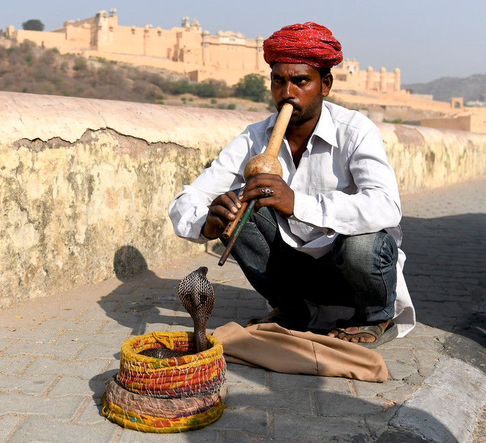 Thêm nữa, khi nhắc đến loài rắn, người Ấn Độ thường nghĩ ngay đến tổ tiên của loài rắn là rắn thần Naga - con vật nhiều đầu bảo vệ đức Phật ngồi thiền.