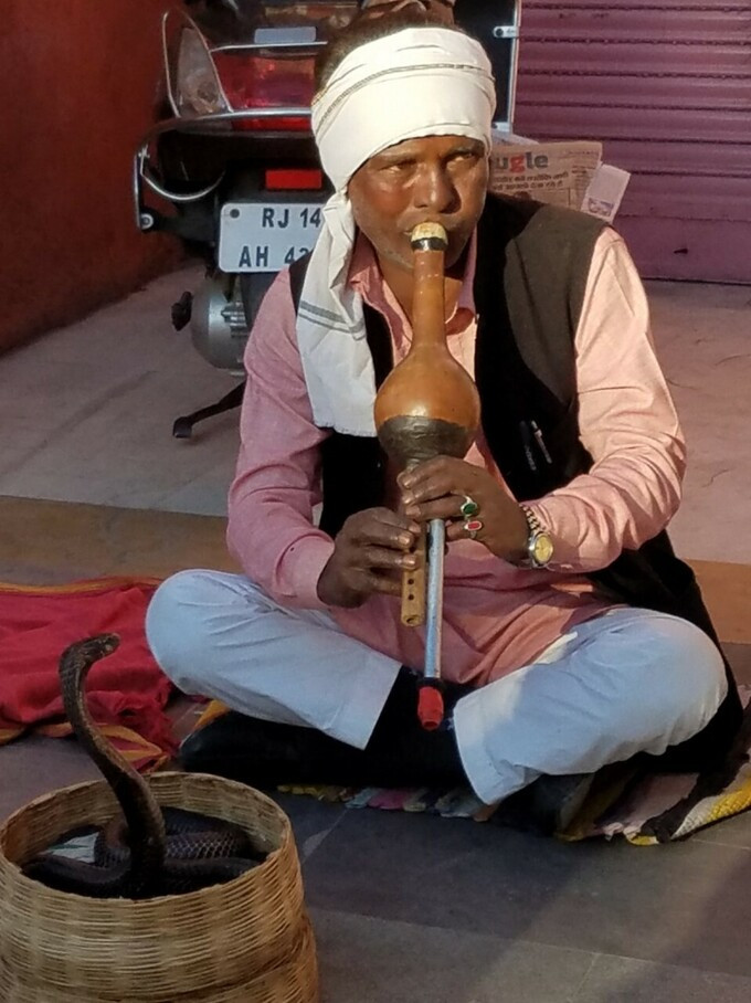 Kế đến, người thôi miên rắn sẽ thổi sáo bầu trước các con rắn hổ mang. Con vật hung dữ, nguy hiểm này sẽ ''lắc lư'', di chuyển cơ thể theo điệu nhạc.