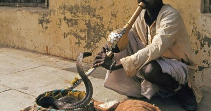 Với tài ''điều khiển'' những con rắn theo ý muốn, những người làm công việc này từng kiếm được rất nhiều tiền, giúp họ và gia đình có cuộc sống tốt hơn.