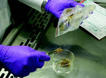 Năm 2008, cần sa lâu đời nhất thế giới được tìm thấy trong một ngôi mộ cổ 2.700 tuổi tại sa mạc Gobi, Trung Quốc.