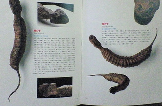Tương truyền, Tsuchinoko có răng nanh và nọc độc nguy hiểm chết người giống như các loài rắn độc.