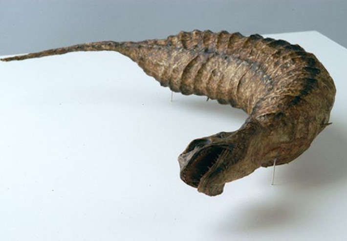 Vào những năm 1970, Tsuchinoko được một số người dân Nhật Bản săn lùng và trở nên nổi tiếng hơn khi từng xuất hiện trong bộ phim hoạt hình Doraemon.