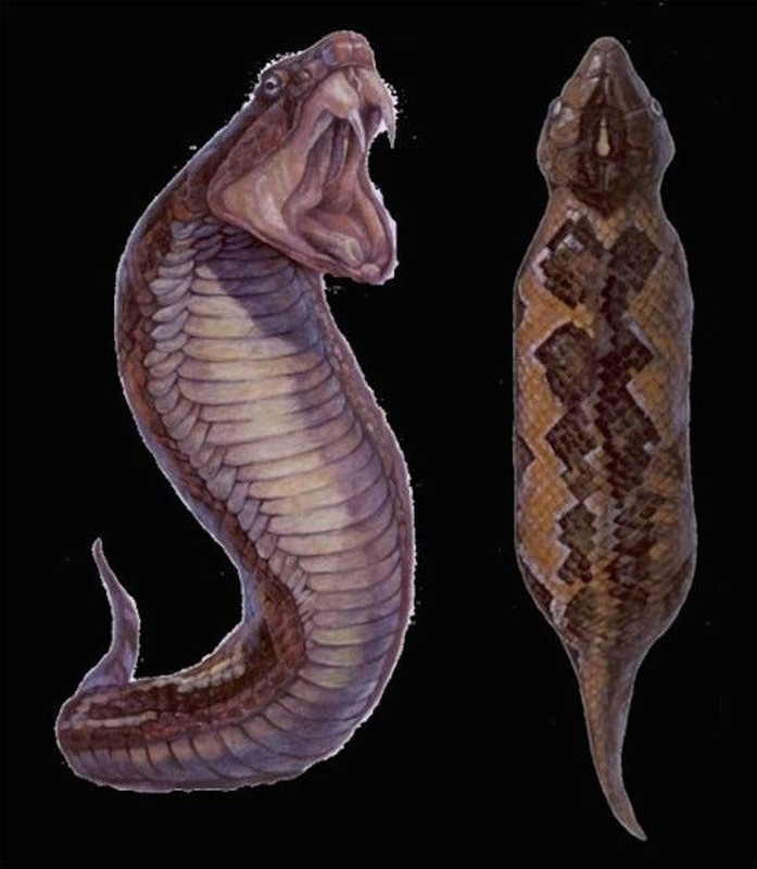 Trong các giai thoại và truyền thuyết của Nhật Bản, Tsuchinoko là một sinh vật đáng sợ, bí ẩn. Nó được mô tả là sinh vật giống rắn, di chuyển như sâu đo.