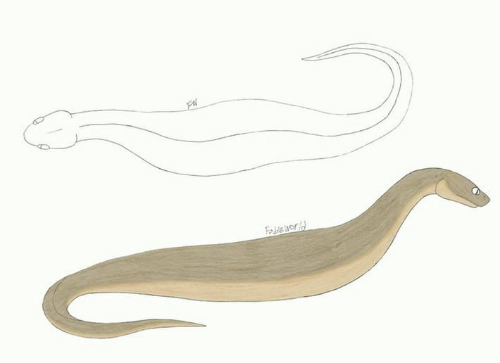 Khoảng 20 lần người dân nhìn thấy Tsuchinoko ở Higashishirakawa trong khoảng thời gian từ năm 1926 -1989.