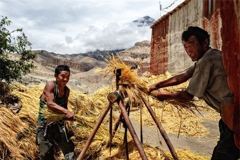 Cha và con đang đập lúa bằng công cụ thô sơ.