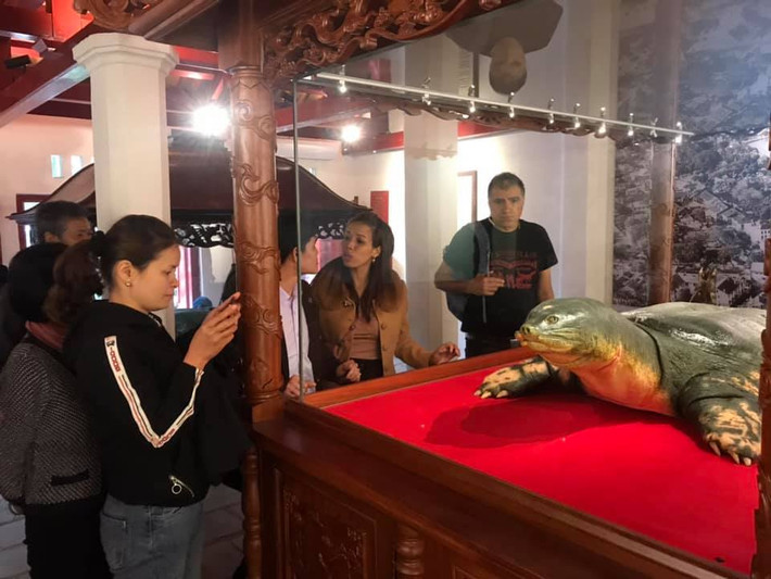 Tiêu bản cụ rùa được đặt trưng bày trong lồng kính ở vị trí trang trọng bên gian trái của đền thờ Ngọc Sơn cùng với cá thể rùa chết năm 2010. Cụ rùa mới được trưng bày màu sắc tự nhiên như thời còn đang sống.