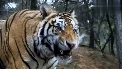 Sau một thời gian đi tìm, Võ Tòng cũng đụng độ con hổ hung dữ mà người dân sợ hãi. Với sức mạnh hơn người, Võ Tòng dùng gậy quật hổ nhưng con vật đó không hề bị thương. Thay vào đó, gậy của ông bị gãy.