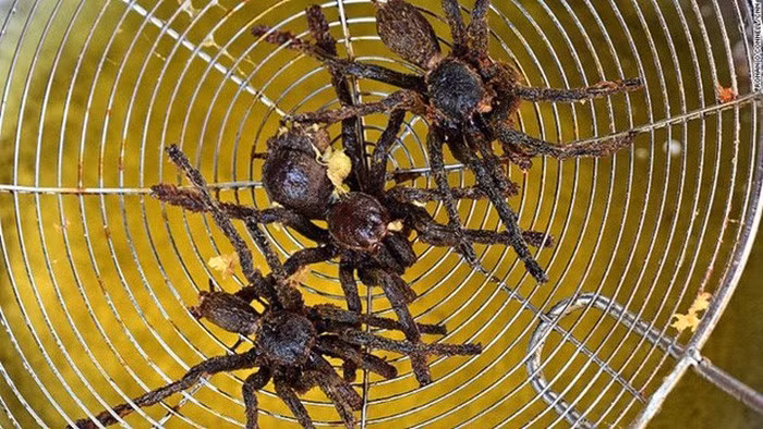 Không riêng ở Bình Thuận, nhện chiên còn là món khoái khẩu của người dân Campuchia. Từ xưa, người Khơ-me-đỏ đã bắt đầu khoái khẩu món nhện và côn trùng vì họ luôn ở trong tình trạng thiếu thốn lương thực trầm trọng. Dần dần, đây trở thành một món đặc sản được bán rất nhiều tại các khu chợ của Campuchia. Ảnh: Internet.