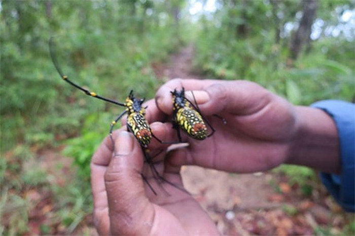 Người dân bản địa xem nhện rừng là món ăn đặc sản bồi bổ sức khỏe cho người đi rừng. Vào rừng dài ngày nếu hết thực phẩm, thì đây là hàng cứu đói.