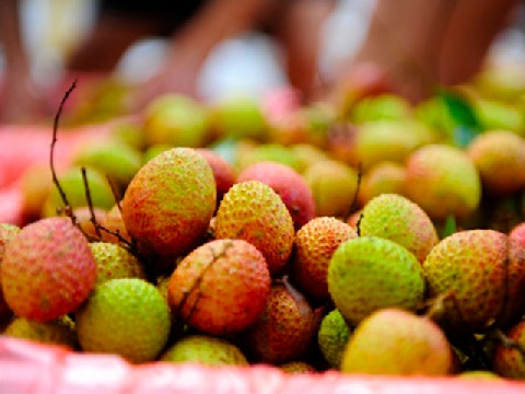 Vải hiệu quả trong điều trị cháy nắng bởi hàm lượng vitamin C cao. Sự kết hợp giữa vitamin C và vitamin E có hiệu quả trong điều trị cháy nắng.