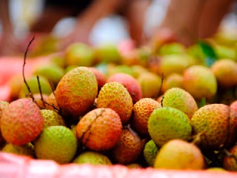 Vải hiệu quả trong điều trị cháy nắng bởi hàm lượng vitamin C cao. Sự kết hợp giữa vitamin C và vitamin E có hiệu quả trong điều trị cháy nắng.