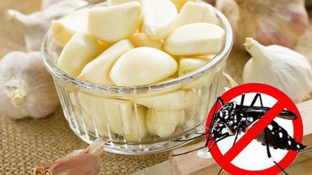 Mùi hương của tỏi cũng là cách diệt muỗi, nó sẽ làm lũ muỗi sợ và bay đi vì vậy hãy đặt bát tỏi nghiền nát vào những nơi muỗi thường bay đến để xua đuổi chúng bay đi.