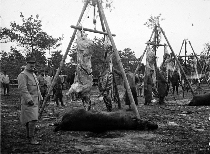 Những con vật to lớn được xẻ thịt làm thức ăn phục vụ binh sĩ trên mặt trận Champagne, miền đông nước Pháp.