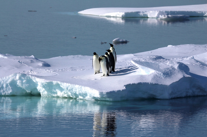 Các chuyên gia hy vọng thông qua những nghiên cứu sâu hơn sẽ giải mã được những bí ẩn liên quan đến số xác ướp chim cánh cụt mới lộ diện.