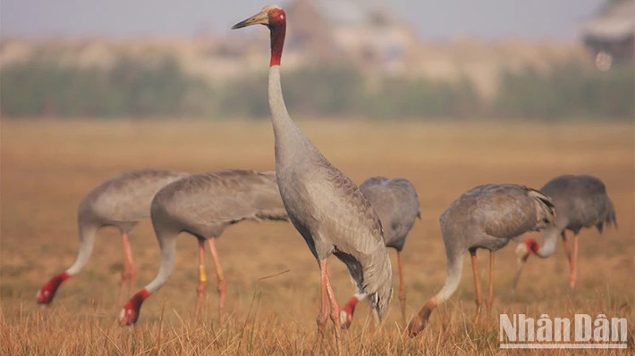 Trên đây là 2 trong số những lần sếu đầu đỏ được ghi nhận bay về Việt Nam. Loài chim quý hiếm này thường bay từ Campuchia về nước ta để kiếm ăn, trú ngụ từ tháng 12 đến tháng 4 năm sau mới rời đi. Ảnh: Nhân dân.