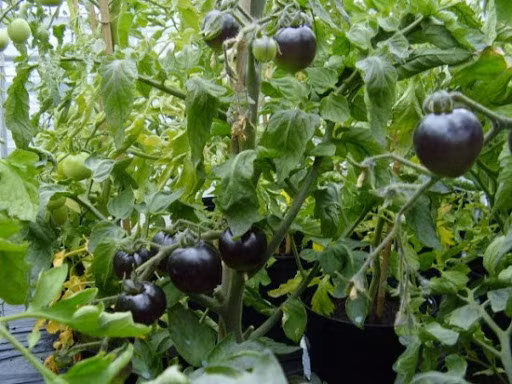 Sự thật là không nhiều loại rau quả có chứa anthocyanin - loại chất có khả năng chống oxy hóa mạnh và có thêm khả năng ngăn ngừa hàng loạt các bệnh liên quan như: ung thư, béo phì, tiểu đường.