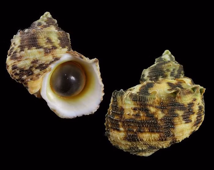 Turbo chysostomus cũng là một loài ốc biển có tiền sử gây ngộ độc tại Việt Nam và một số nước khác. Ảnh: Internet.