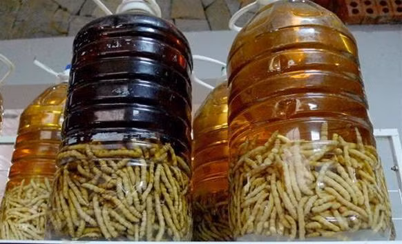 Ở Điện Biên, mùa sâu chít thường kéo dài khoảng 4 tháng, từ tháng 11 năm trước đến cuối tháng 2 năm sau. Sâu chít thường xuất hiện nhiều ở một số huyện như: Nậm Pồ, Điện Biên Đông, Mường Áng... Tranh thủ khoảng thời gian này, nhiều người dân địa phương đổ xô lên rừng săn tìm sâu chít về bán kiếm thêm thu nhập. Ảnh: Vietnamnet.