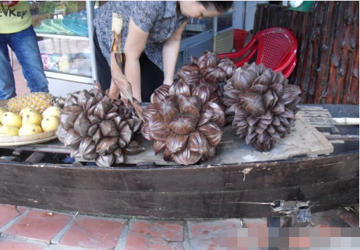 Vào tháng 8 đến tháng 10, dừa nước ra trái rất nhiều, đây là khoảng thời gian thu hoạch bội thu nhất.